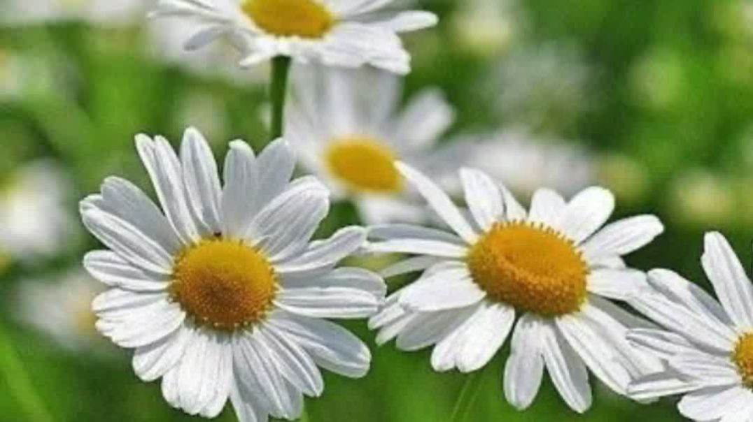 कैमोमाइल फूल (Chamomile Flower) सेहत, सुंदरता और शांति का फूल | #shorts #short #flowers #shortvideo