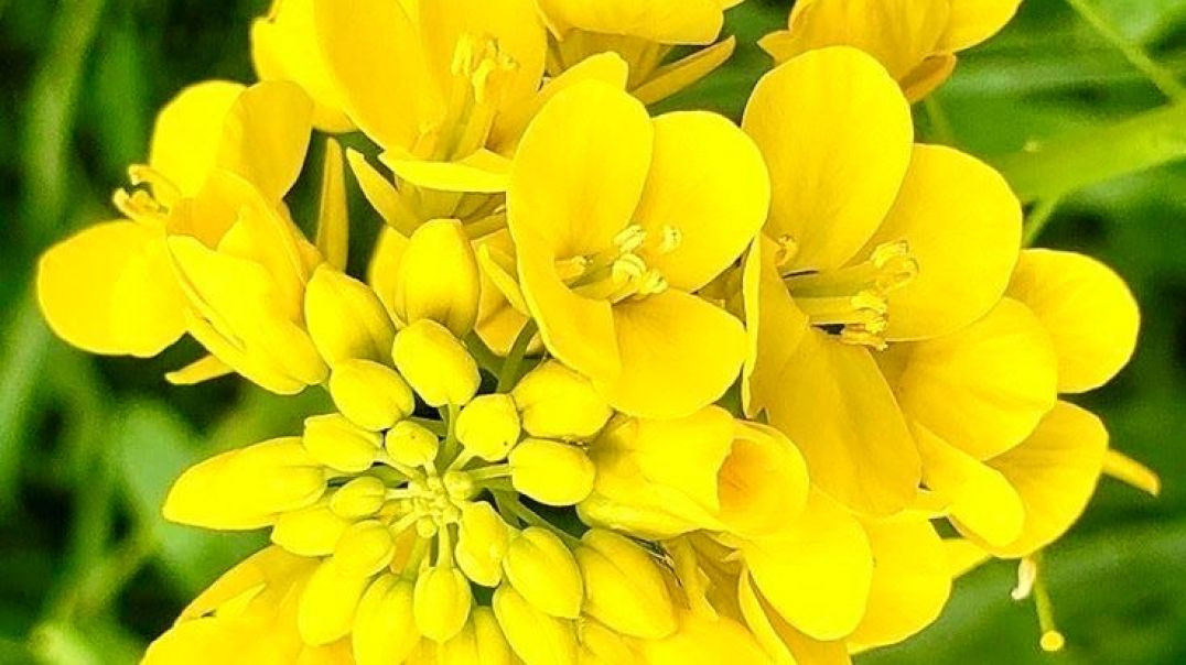 सरसों फूल (Mustard Flower) #shorts #short #shortvideo #flowers #shortsfeed #health