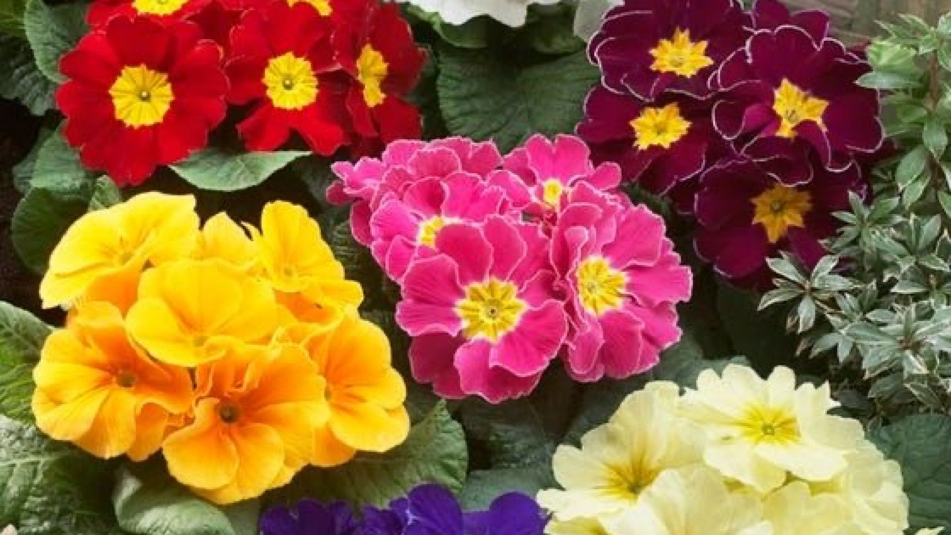 प्रिमरोज़ फूल (Primrose Flower) #shorts #shorts #shortvideo #shortsfeed #flowers #health #plants