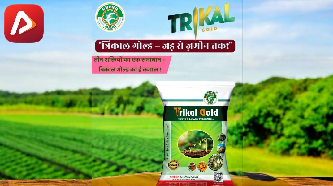 धमतरी के खेतों में Trikal Gold का जादू |धमतरी के किसान के खेत में हरियाली की नई  मिसाल | Shesh Agro