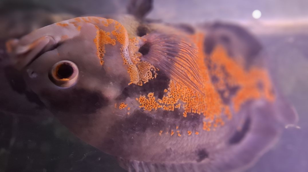 ⁣#oscar Tiger fish | #dileyes