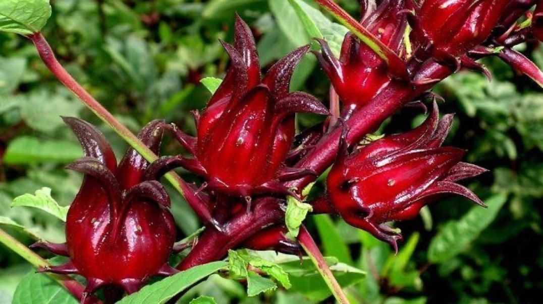 अम्बाड़ी फूल (Hibiscus sabdariffa) #shorts #short #shortvideo #flowers #healthy