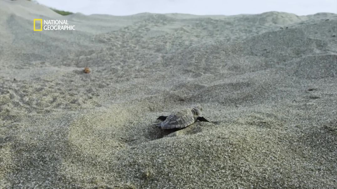 Secrets of the Sea _ Hostile Planet _ Full Episode S01-E02 _ हिन्दी _ Nat Geo Wild(1080P_HD)