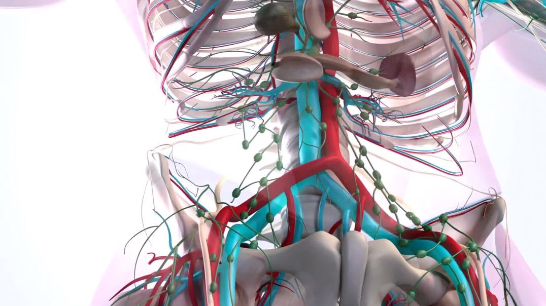 The Spinal Cord - Part of our Central Nervous System – [Hindi] – Infinity St_Full-HD