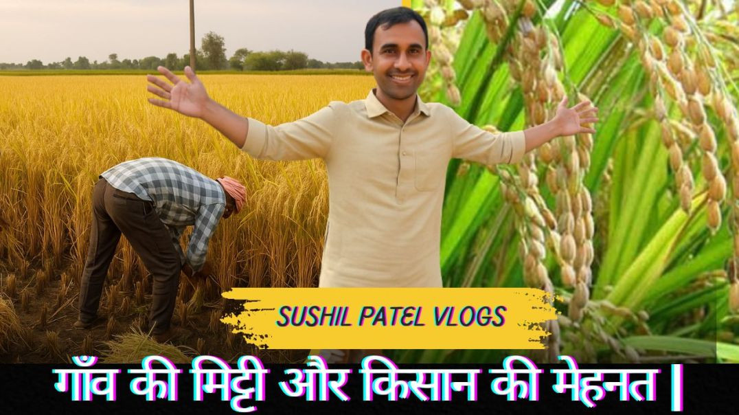 मेहनत का फल | अपने खेत में धान कटिया की शुरुआत