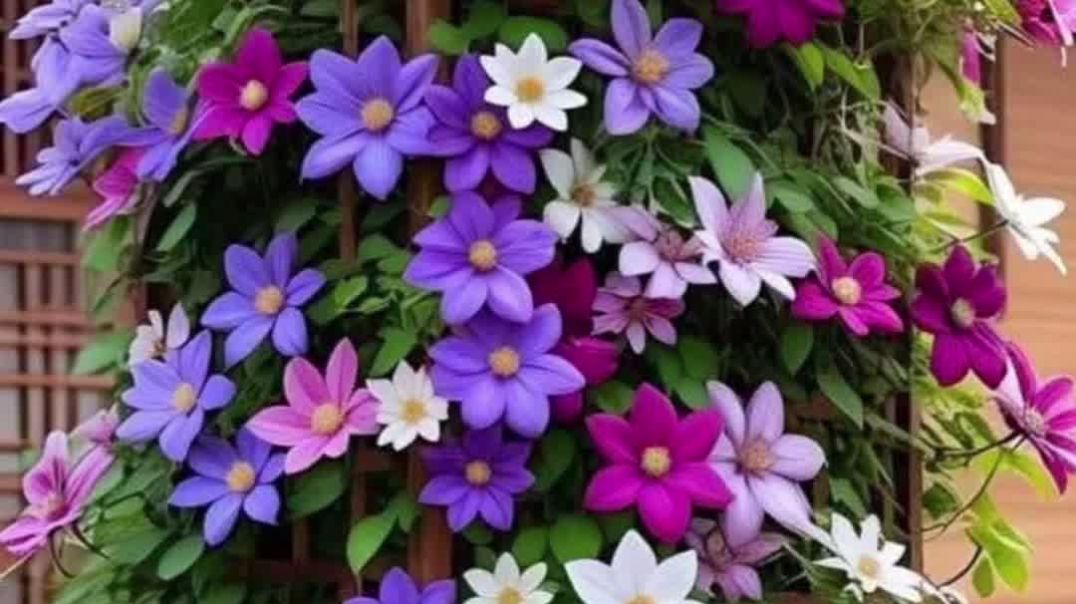 क्लेमाटिस फूल (Clematis Flower)