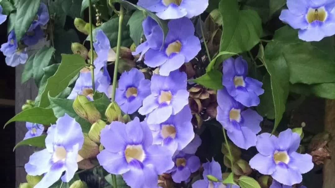 नील लता फूल (Thunbergia grandiflora)