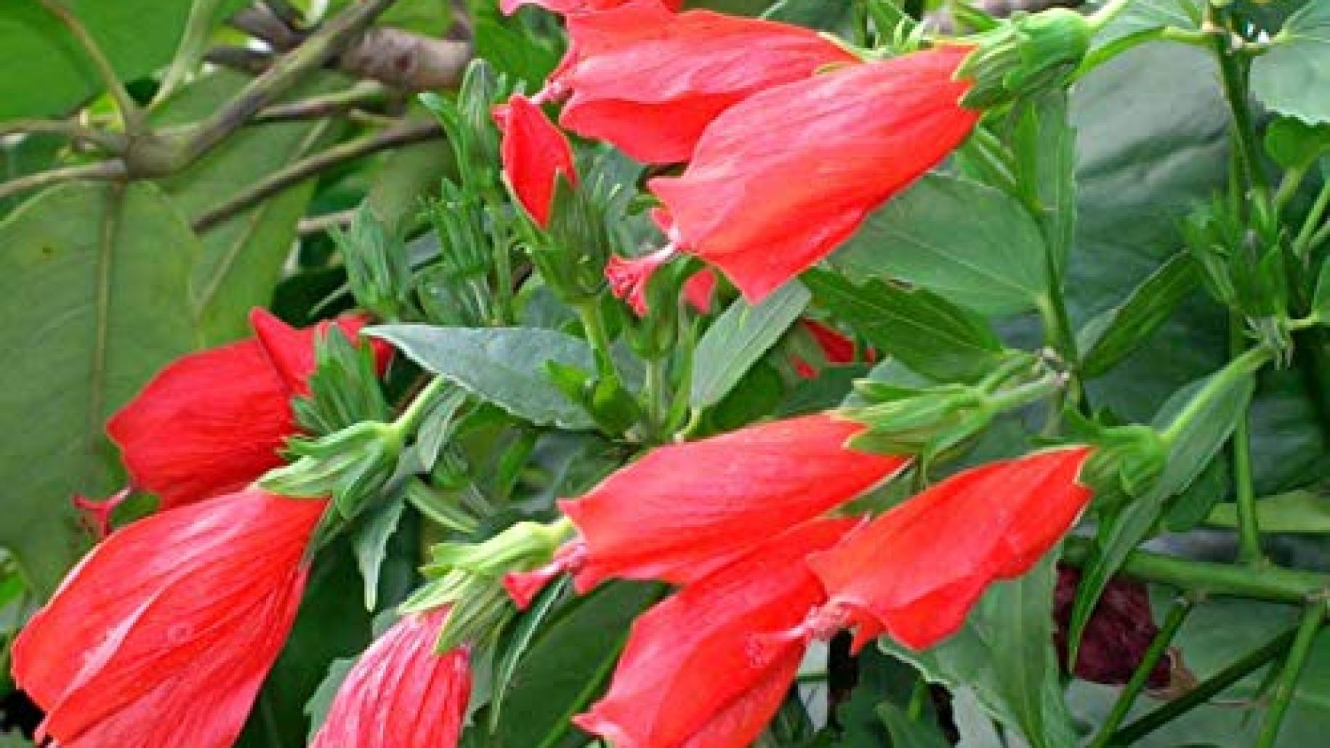 मिर्ची गुड़हल फूल (Hibiscus acetosella)