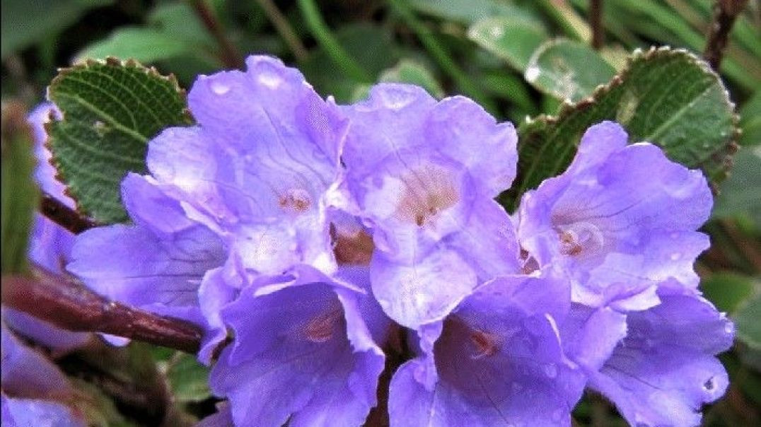 नीलकुरिंजी फूल (Strobilanthes kunthiana) #shorts #short #shortvideo #shortsfeed #flowers