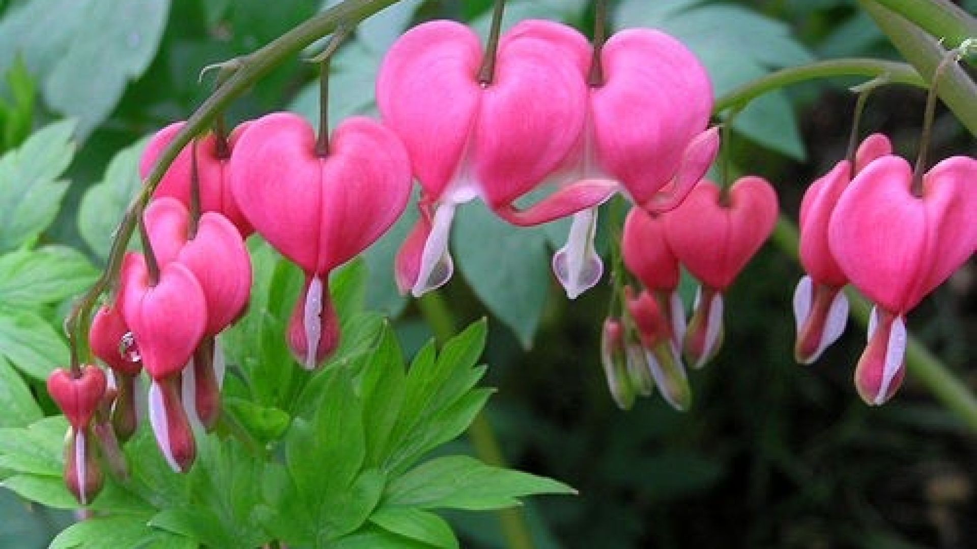 Bleeding Heart Flower (Lamprocapnos)#shorts #short #shortvideo #shortsfeed