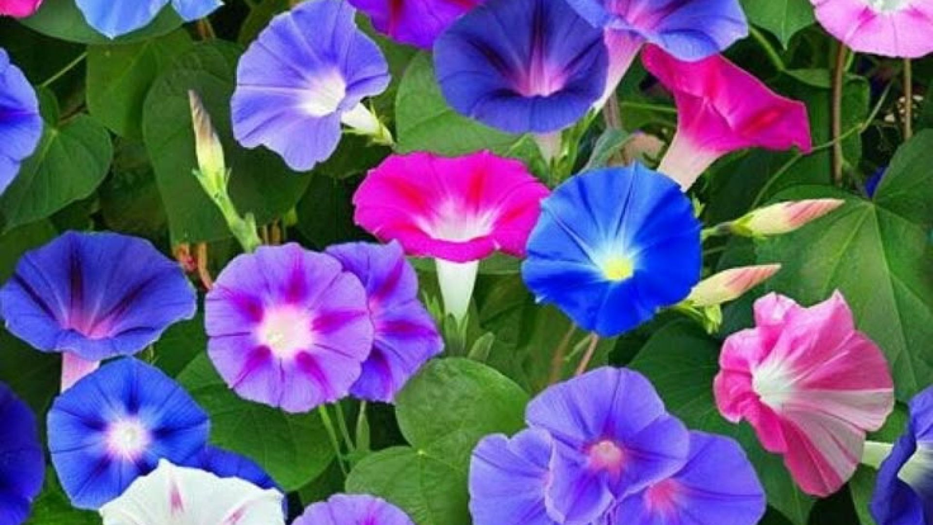 मॉर्निंग ग्लोरी फूल( Morning Glory Flower)