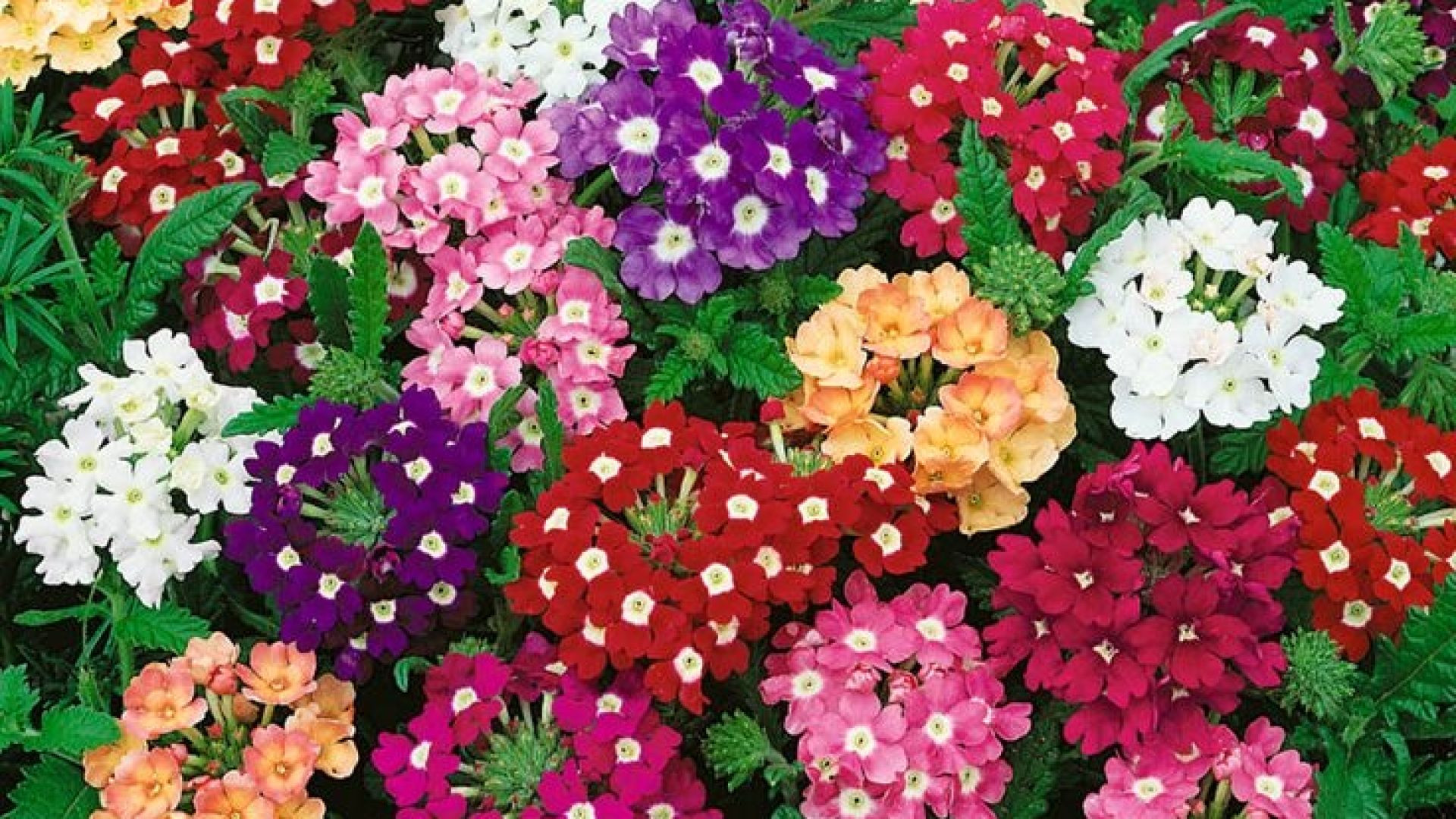 वर्बेना फूल ( Verbena Flower) #shorts #short #shortvideo #flowers