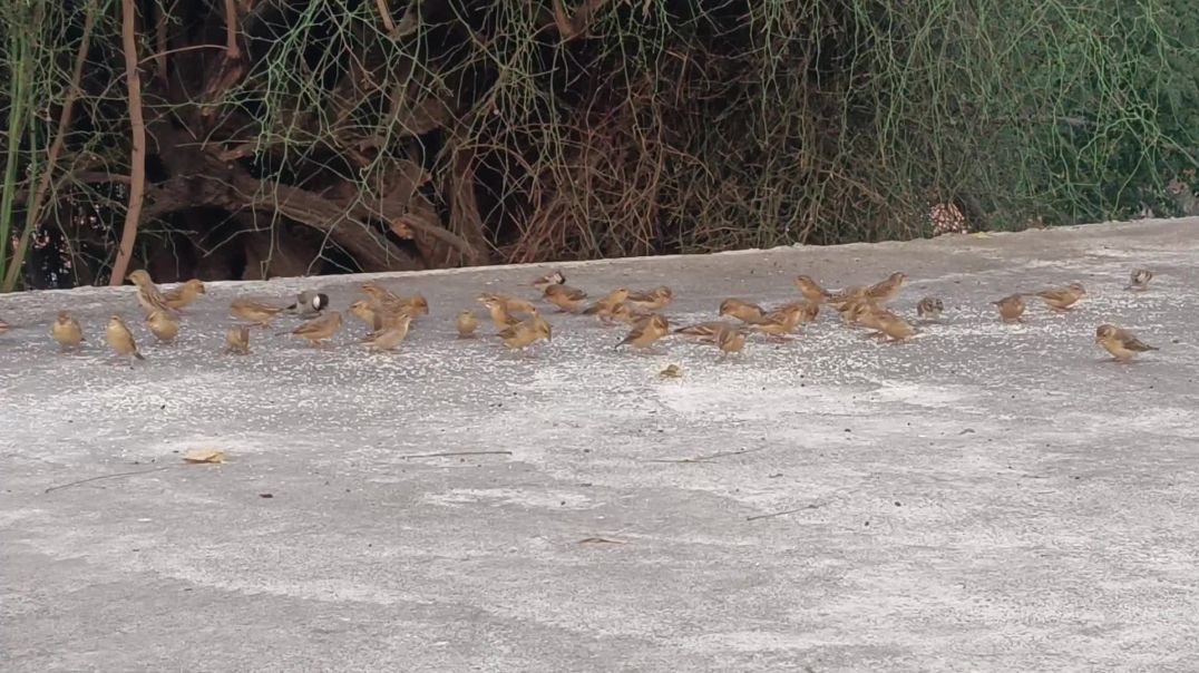 ⁣खूबसूरत चिड़िया 😂😂