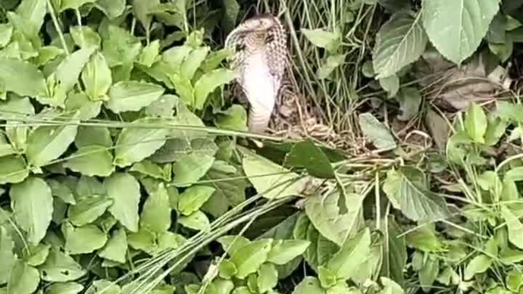 प्रकट हुए नाग देव