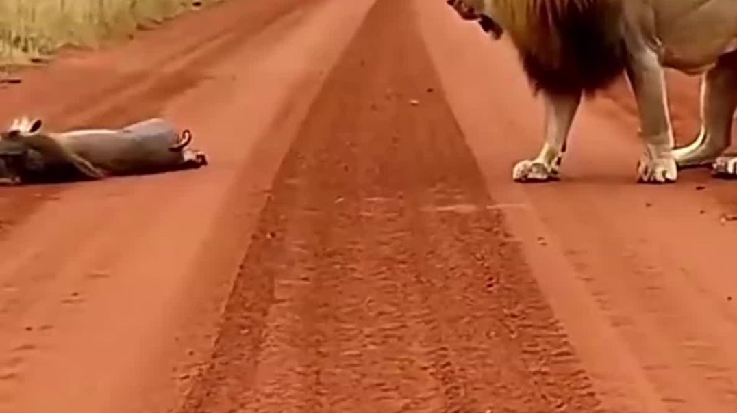 ⁣Lion 🦁 funny video