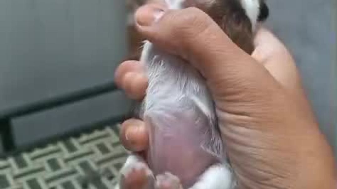 ⁣My cute dog puppy