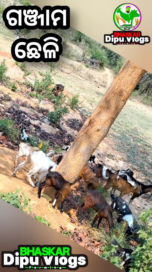 Ganjam chheli farm//Goat farming//Pet and animals video