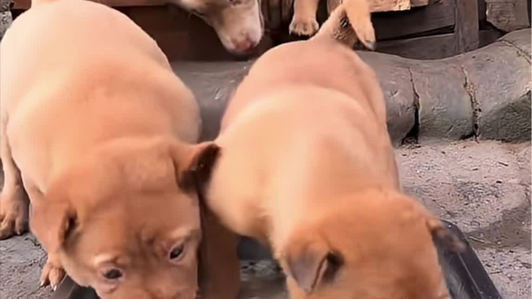 ⁣I have a Chinese pastoral dog. Cute pet. Puppy.