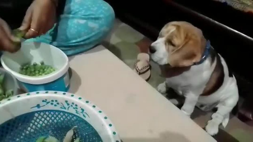 ⁣matar na milne pr cute miti ko aya gussa short youtubeshorts animals dogs dog doglover viral