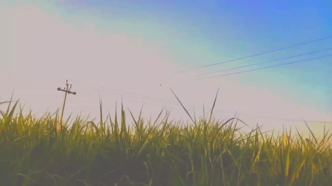 ⁣4K village status farminglife farming video farmer video desi trending video