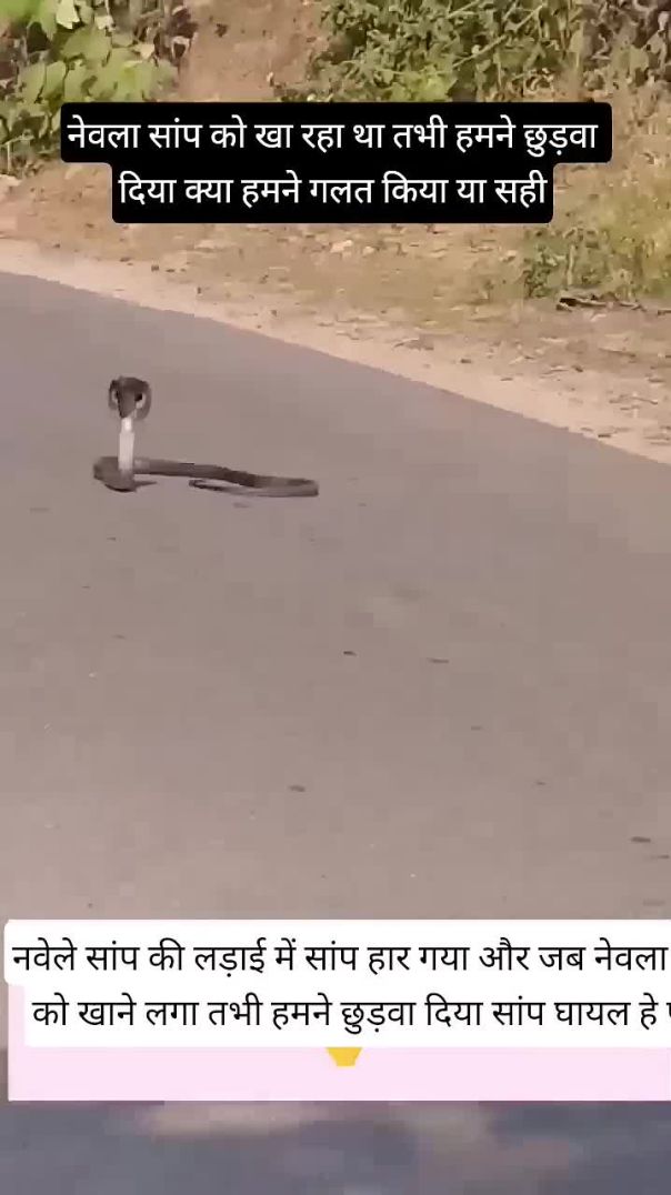 snake or newla सांप और नेवल की लड़ाई सांप घायल 😱 _youtubeshorts _viralvideo(720P_HD)