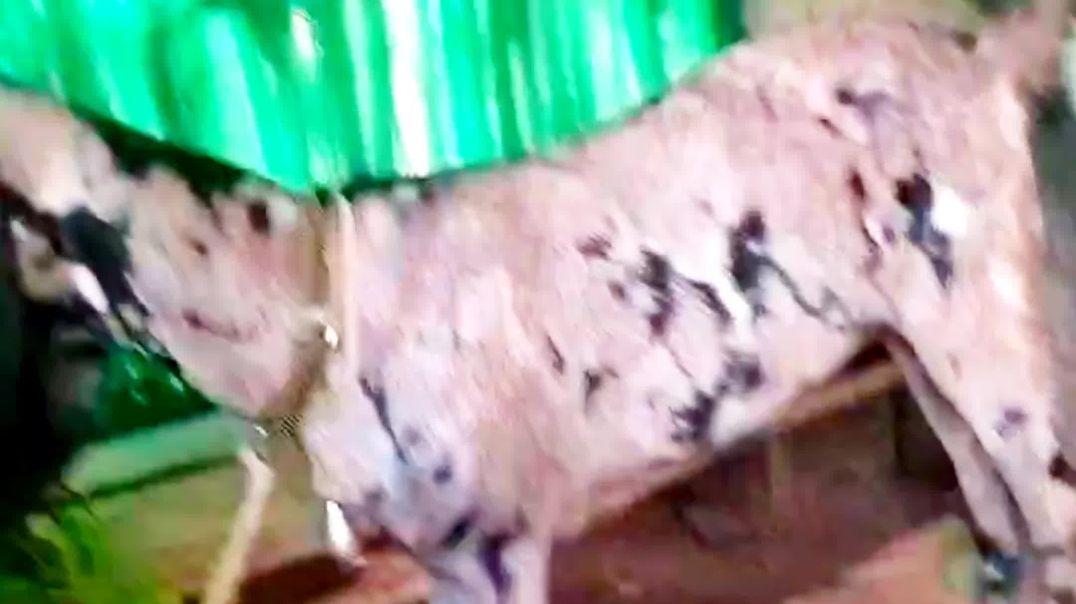 ⁣Goat farming//Hybrid goats//pet and animals