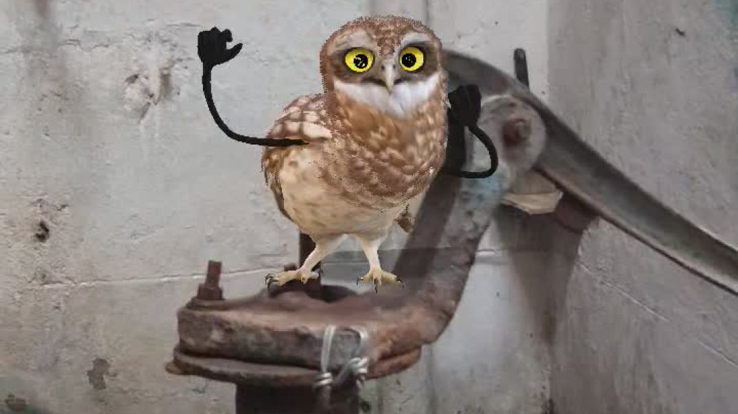 Apt owl dance 😺