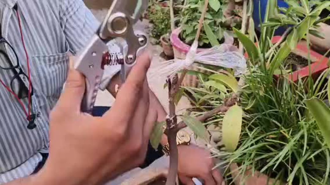 चीकू पौधे पर ग्राफ्टिंग कैसे करें