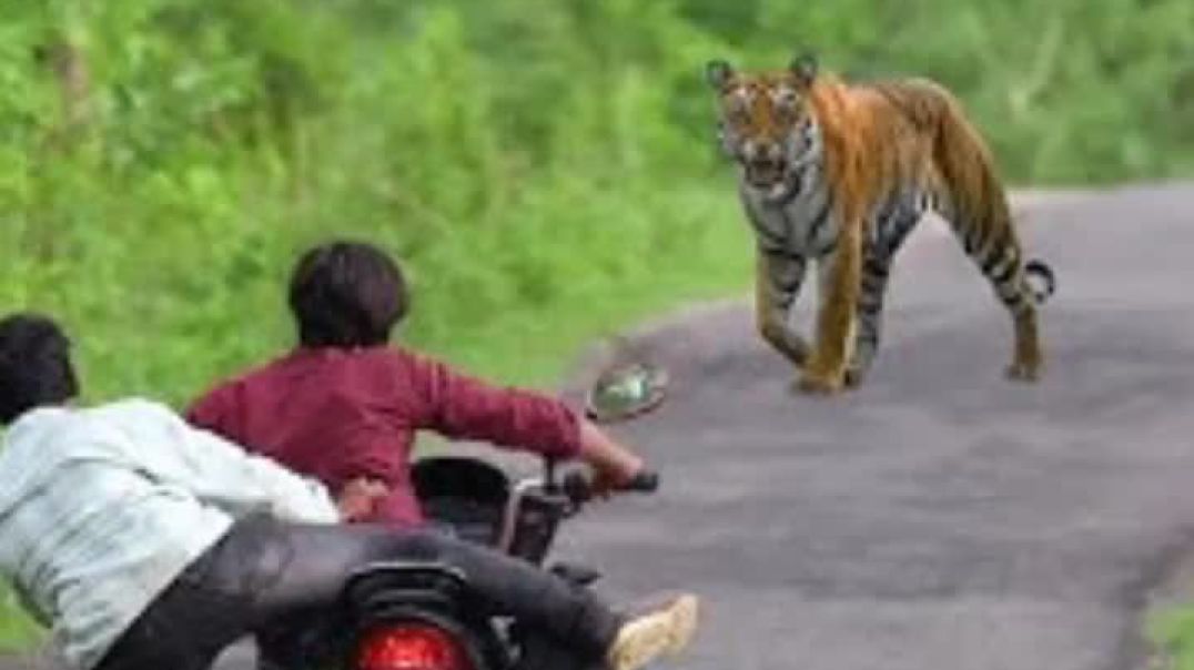 ⁣comedy funny ytshorts video jungle do ladke aur ek bhag @SandipChavan-e9b  p a l u s maharashtra