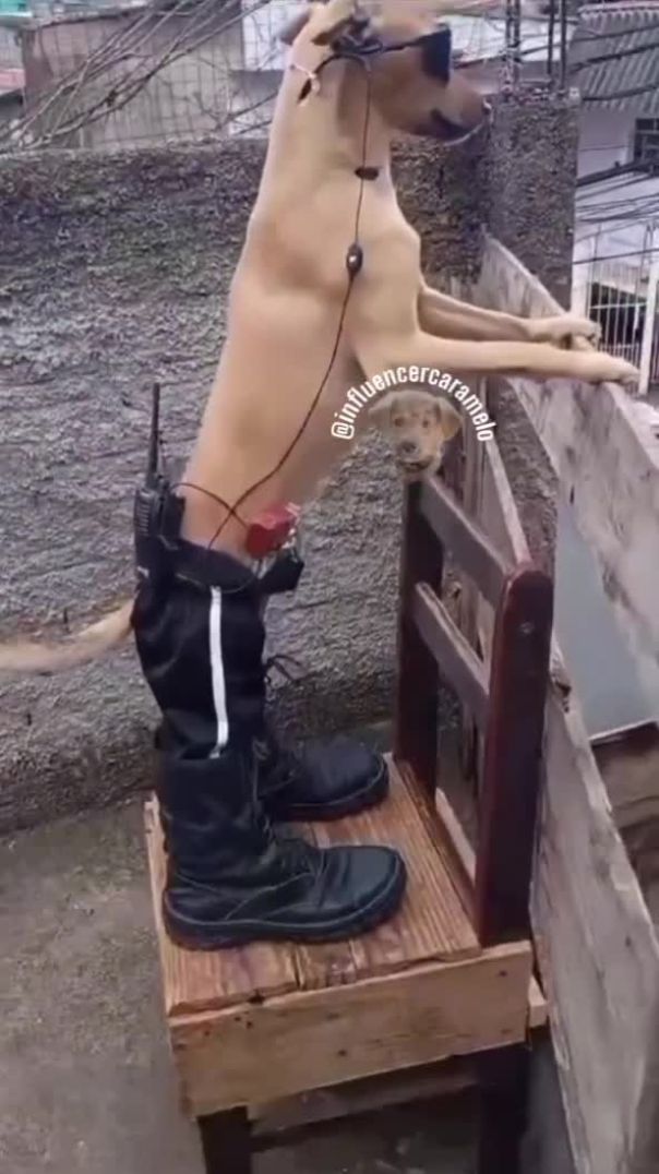 दुश्मन पर नज़र रखता हुआ मेरा दोस्त 😂