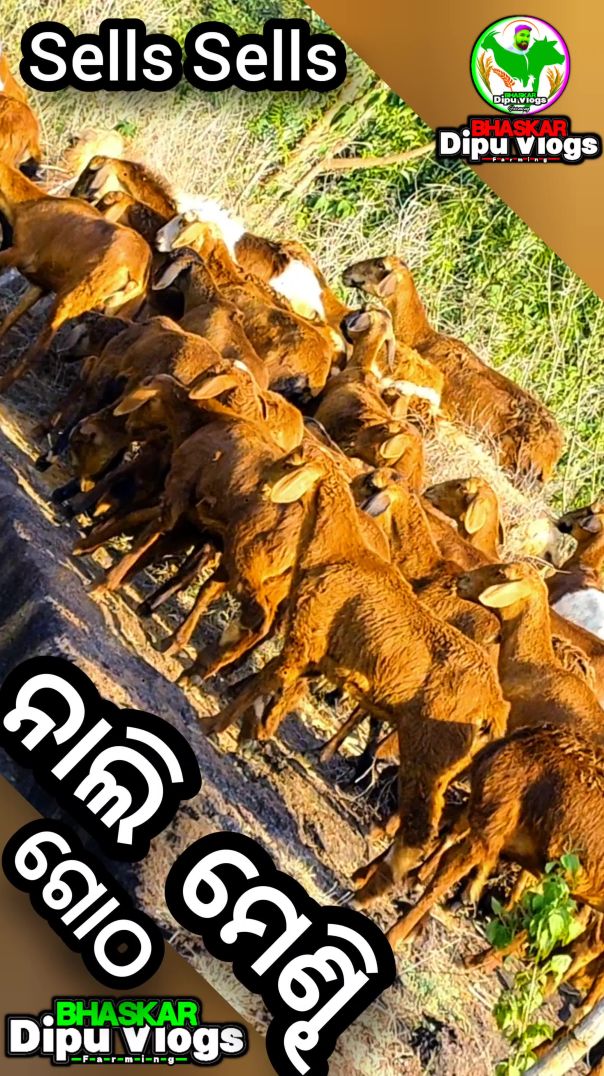 Nali mendha gotha//Red sheep farming//animals video