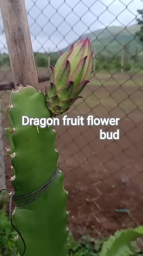#nature #dragonfruit #dragonfruitflower #mushroom