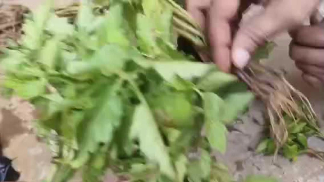 नर्सरी से लाए पौधों को गमले में कैसे लगाएं