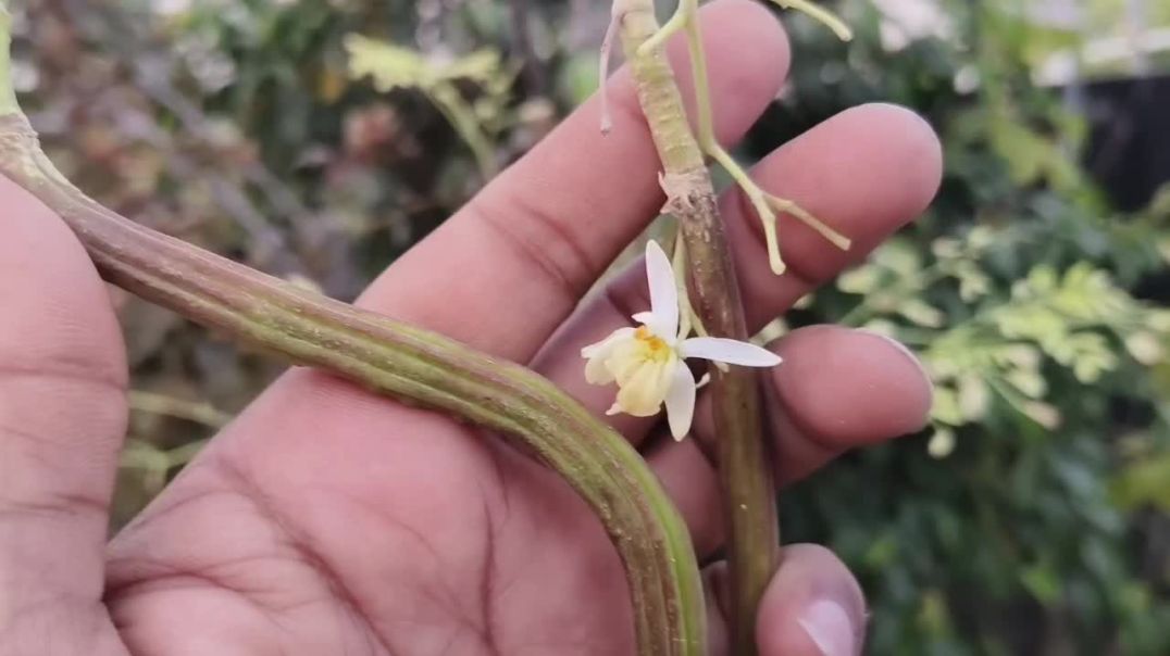 ⁣सहजन के पौधे पर 3g औऱ 5g कटिंग कैसे करें,how to 3G & 5G cutting in moringa / drumstick plant