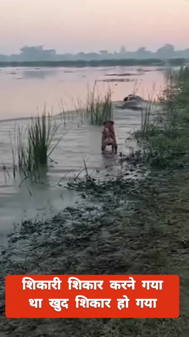 शिकार करने गया शिकारी खुद शिकार हो गया, #shorts #reel #news