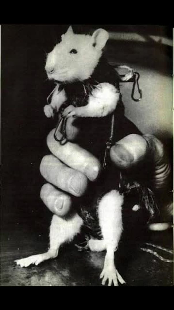 दुनिया_का_पहला_ऐसा_बंदर_जिसने_space_की_यात्रा_की_थी___Amazing_facts_about_astronotes_#ytshortsindia(360p)