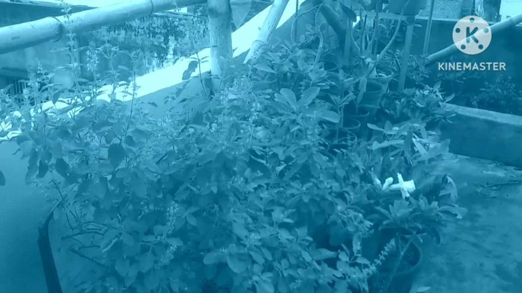 Pahari fuler bagan sader upor