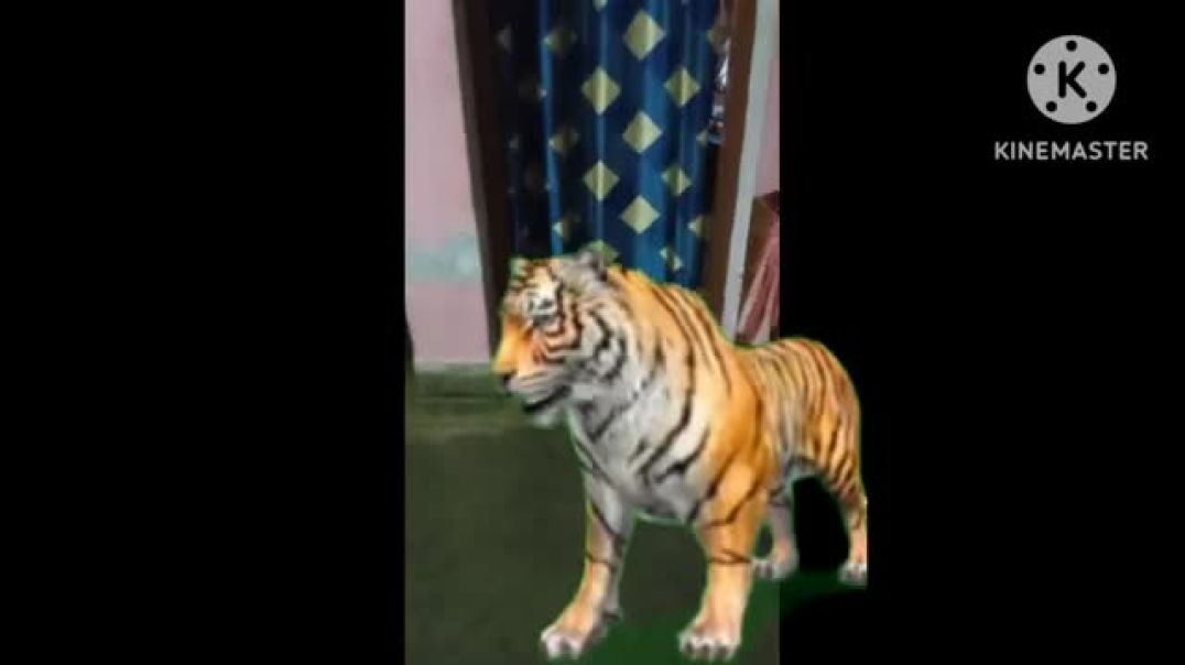 ⁣tiger in my house(360P)