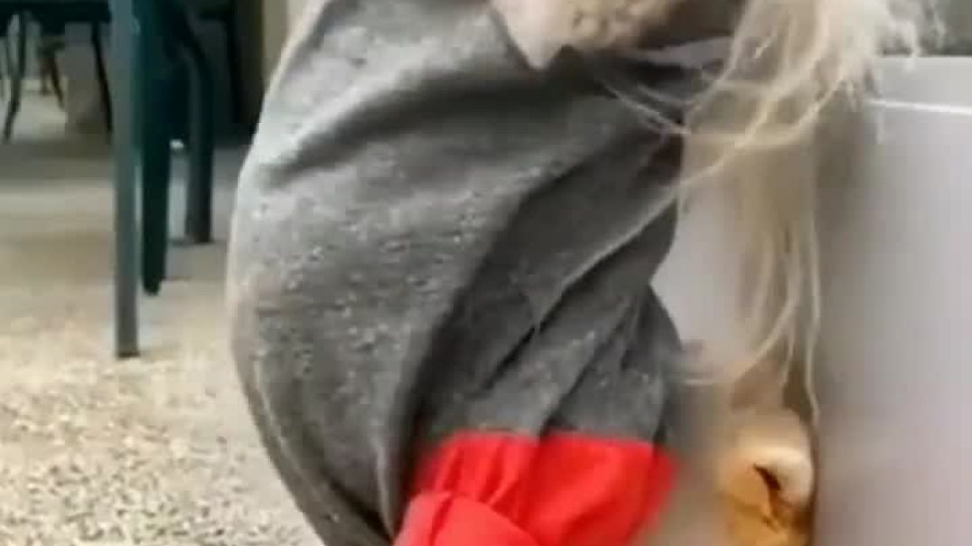 ⁣Cute cat dance funny🤣