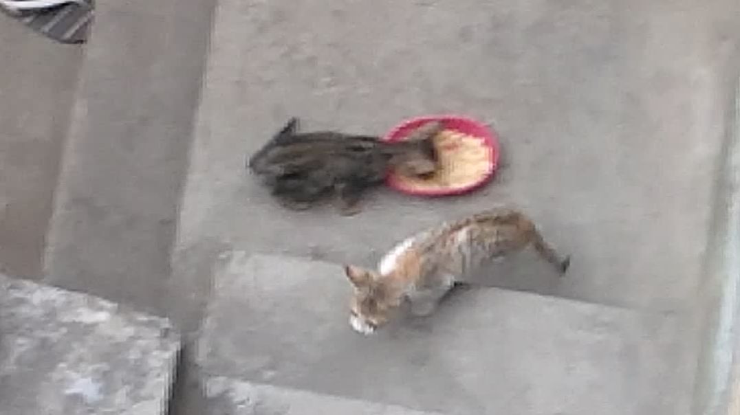 ⁣Cute 🥰 🙂 cats  #cats @shorts