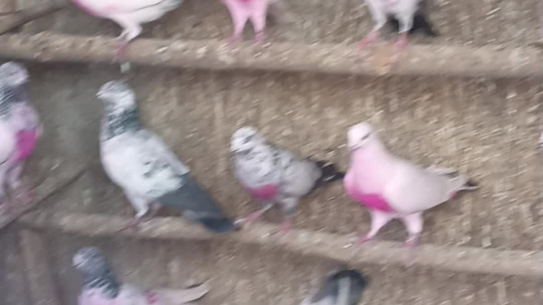 प्रयागराज के मशहूर कबूतर