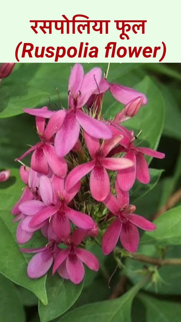 रसपोलिया फूल (Ruspolia flower) सुंदर अफ्रीकी फूल #shorts #short #shortvideo #flowers #shortsfeed