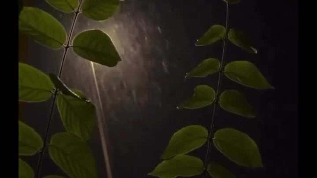 ⁣VID-20251019-WA0004