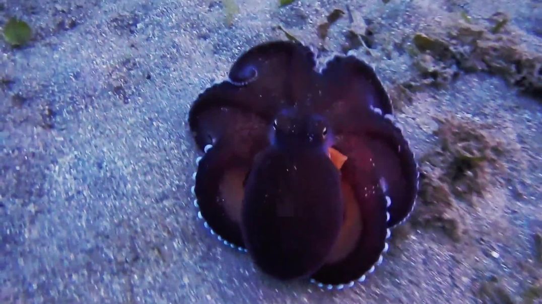ऑक्टोपस का बच्चा 🐙