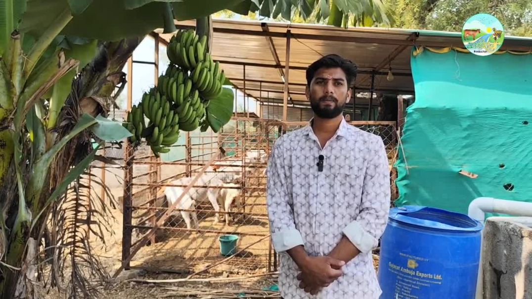 शेळीपालनाला दिली मेंढीची जोड होतकरू तरुणाची प्रेरणादायी कथा