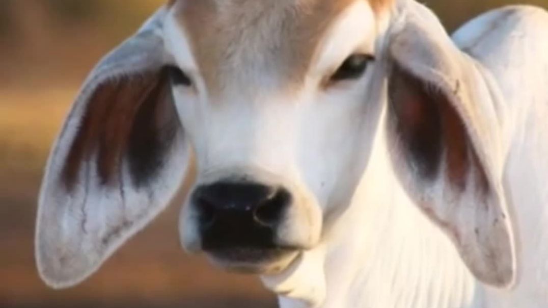 ⁣✨ Jay Shree Krishna Status | Krishna Bhakti Status | Kanha Bhajan | Trending Krishna Shorts