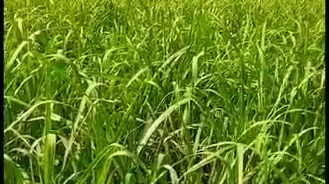 गन्ना खेती