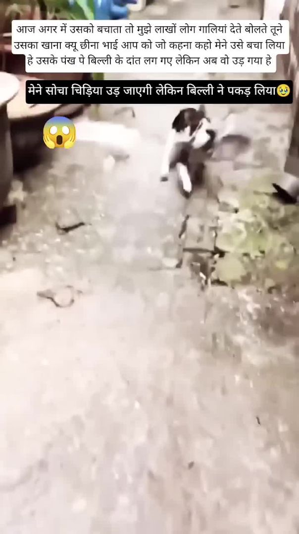 बिल्ली कितनी चालाक होती हे यार😱_youtube _youtubeshorts _viral _videos(720P_HD)