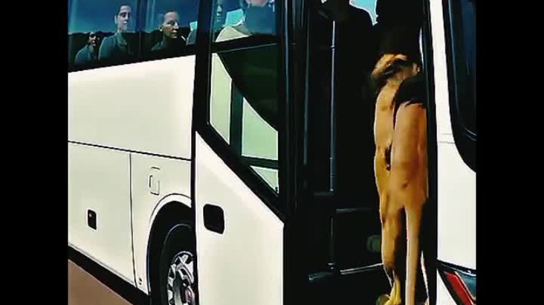 Lion_saves_bus_passenger_#ai_#fact_#shorts