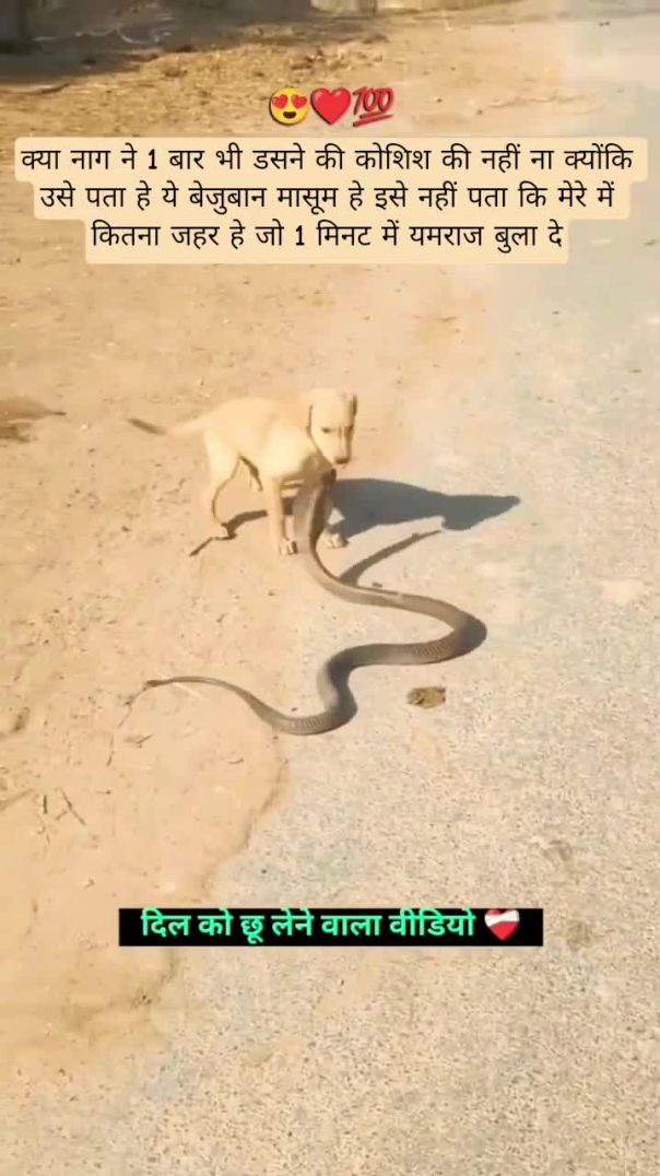 नाग ने बेजुबान को क्यों नहीं डसा 😱_youtubeshorts _viralvideo _ytshorts(720P_HD)
